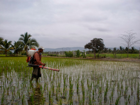 Fortalecimiento de la producción agrícola y la comercialización
