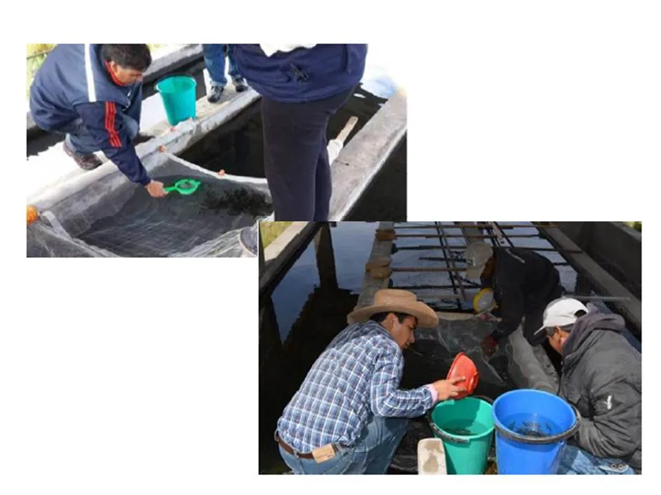 CONSOLIDANDO LA SA YLA AUTONOMIA ECONOMICA CON LA PRODUCCION DE TRUCHA ORGANICA...TARIJA,BOLIVIA AYTO AZUQUECA Y DIPUTACIÓN GUADLAJARA 2016